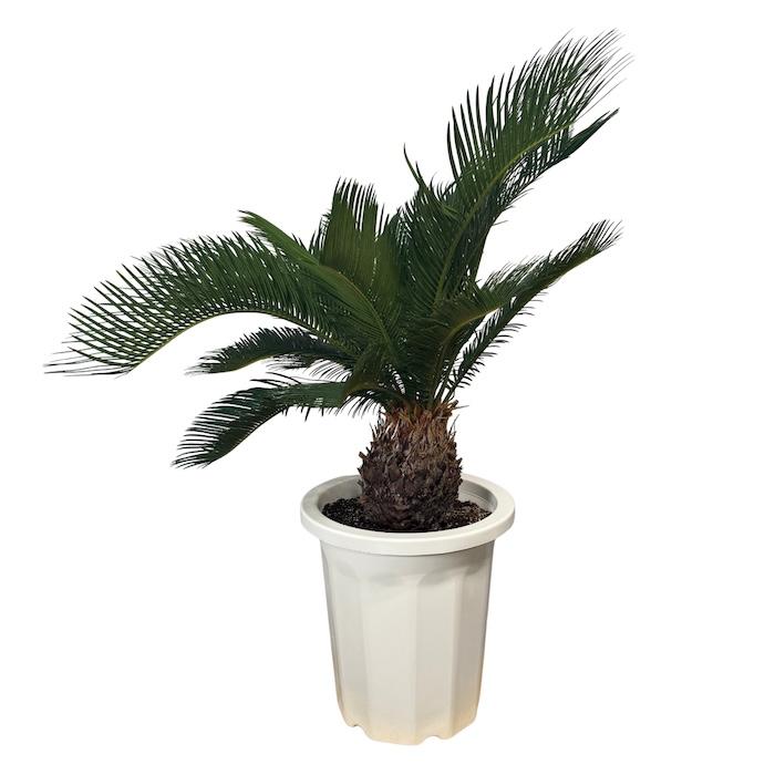 現品 観葉植物 ソテツ 蘇鉄 10号鉢苗 大型種類 庭木 風水 地植え