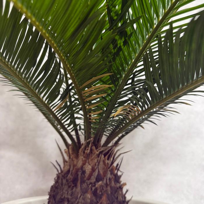 現品 観葉植物 ソテツ 蘇鉄 10号鉢苗 大型種類 庭木 風水 地植え