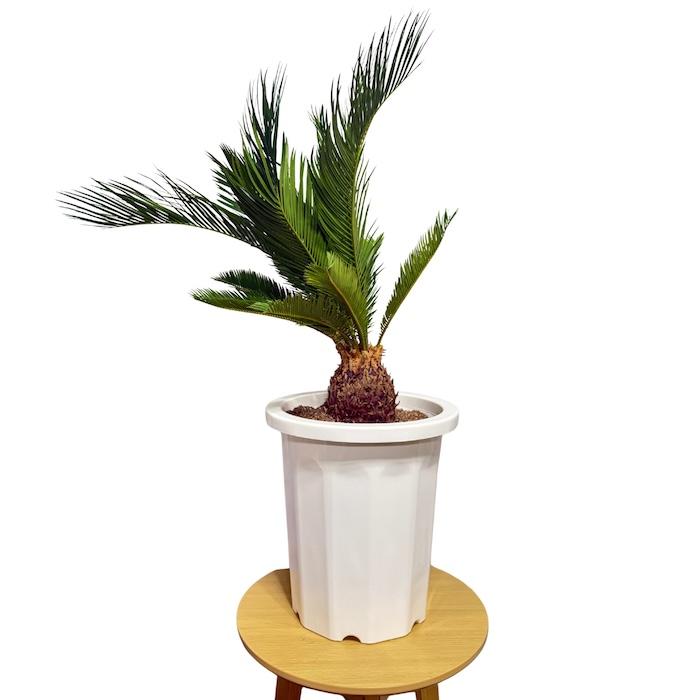 現品 観葉植物 ソテツ 蘇鉄 10号鉢苗 大型種類 庭木 風水 地植え 