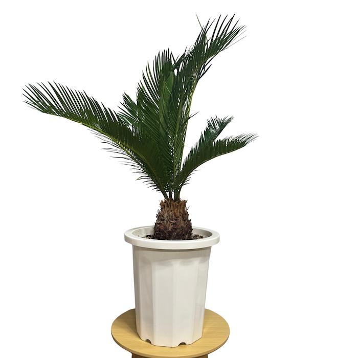 現品 観葉植物 ソテツ 蘇鉄 10号鉢苗 大型種類 庭木 風水 地植え
