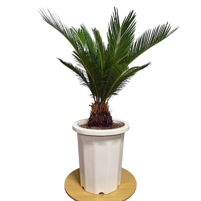 ソテツ 観葉植物 現品 おすすめ！ソテツ　蘇鉄　10号鉢　特殊株　2頭株　盆栽 蘇鉄 和風 鉢植え 大きい 大型種類 10号鉢苗 その他観葉植物