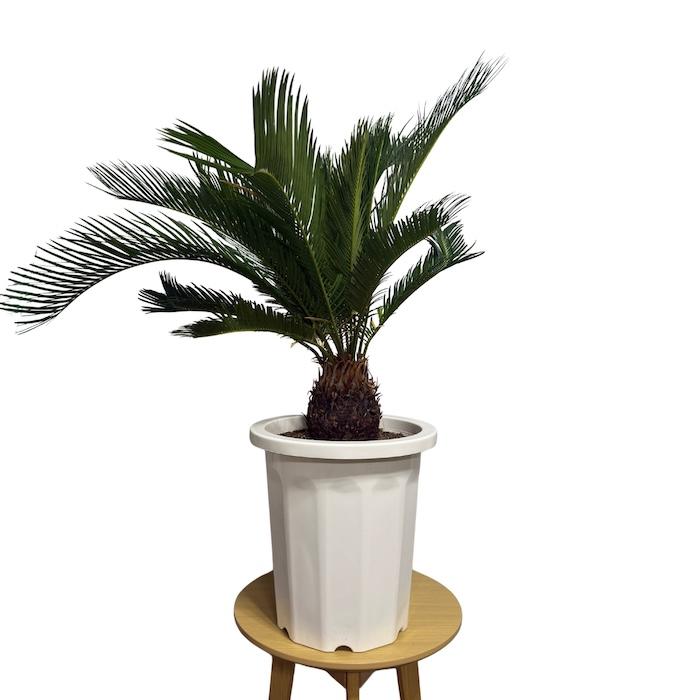 現品 観葉植物 ソテツ 蘇鉄 10号鉢苗 大型種類 庭木 風水 地植え