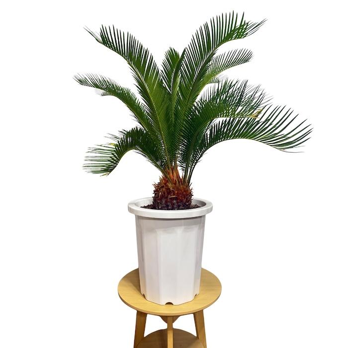 現品 観葉植物 ソテツ 蘇鉄 10号鉢苗 大型種類 庭木 風水 地植え