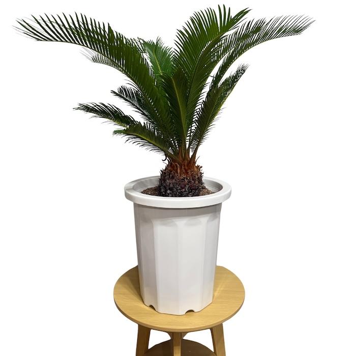 現品 観葉植物 ソテツ 蘇鉄 10号鉢苗 大型種類 庭木 風水 地植え