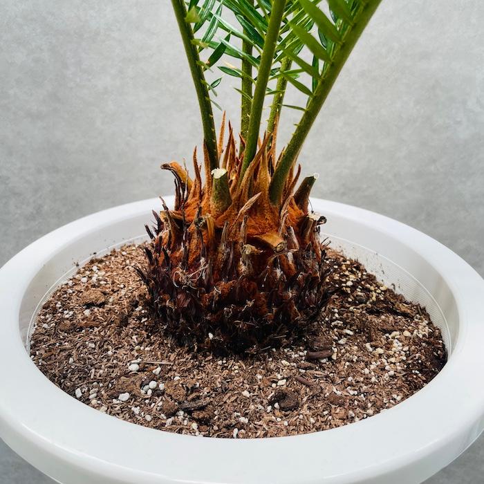 送料込み 蘇鉄 ソテツ 庭木 新築、鉢植え等に 現品 【公式通販】