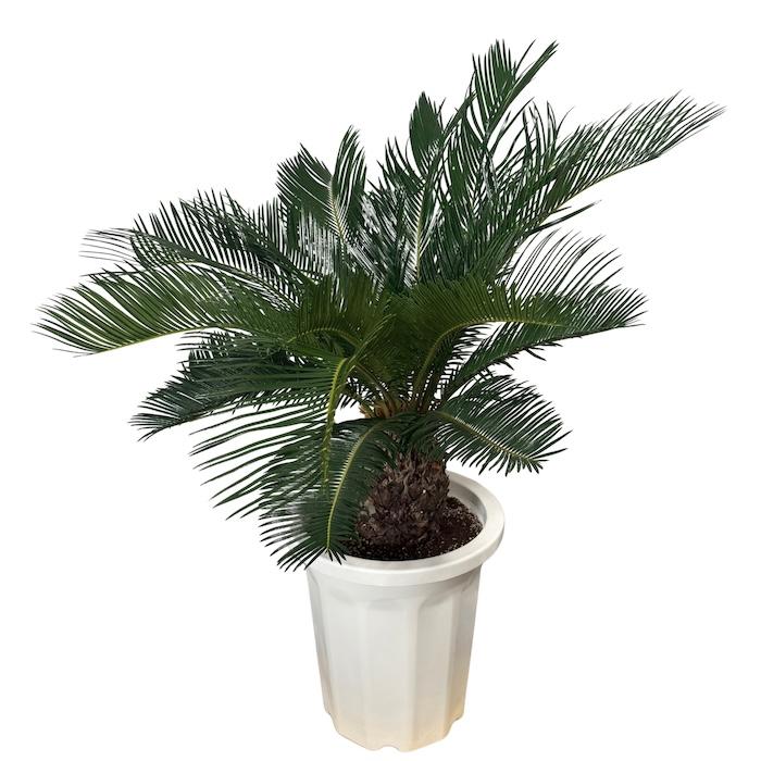 現品 観葉植物 ソテツ 蘇鉄 10号鉢苗 大型種類 庭木 風水 地植え