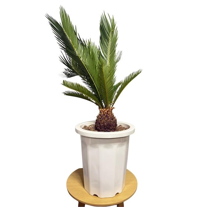 現品 観葉植物 ソテツ 蘇鉄 10号鉢苗 大型種類 庭木 風水 地植え 