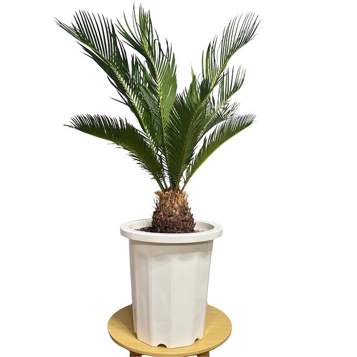現品 観葉植物 ソテツ 蘇鉄 10号鉢苗 大型種類 庭木 風水 地植え