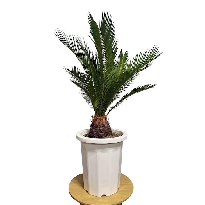 現品 観葉植物 ソテツ 蘇鉄 10号鉢苗 大型種類 庭木 風水 地植え