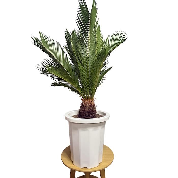 現品 観葉植物 ソテツ 蘇鉄 10号鉢苗 大型種類 庭木 風水 地植え