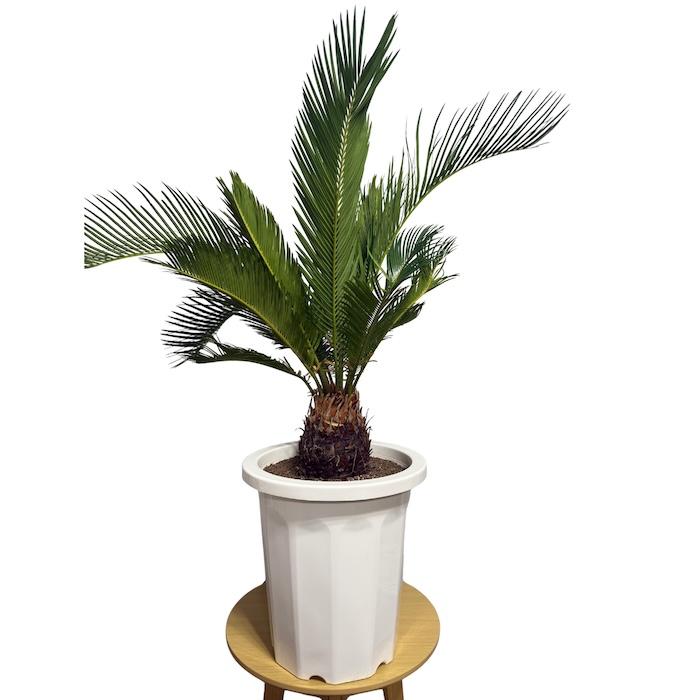 現品 観葉植物 ソテツ 蘇鉄 10号鉢苗 大型種類 庭木 風水 地植え