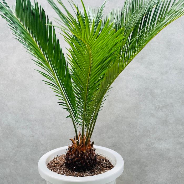 ソテツ 4株セット 南国リゾート風 観葉植物 庭植え ソテツ 4株セット 南国リゾート風 観葉植物 庭植え 室内