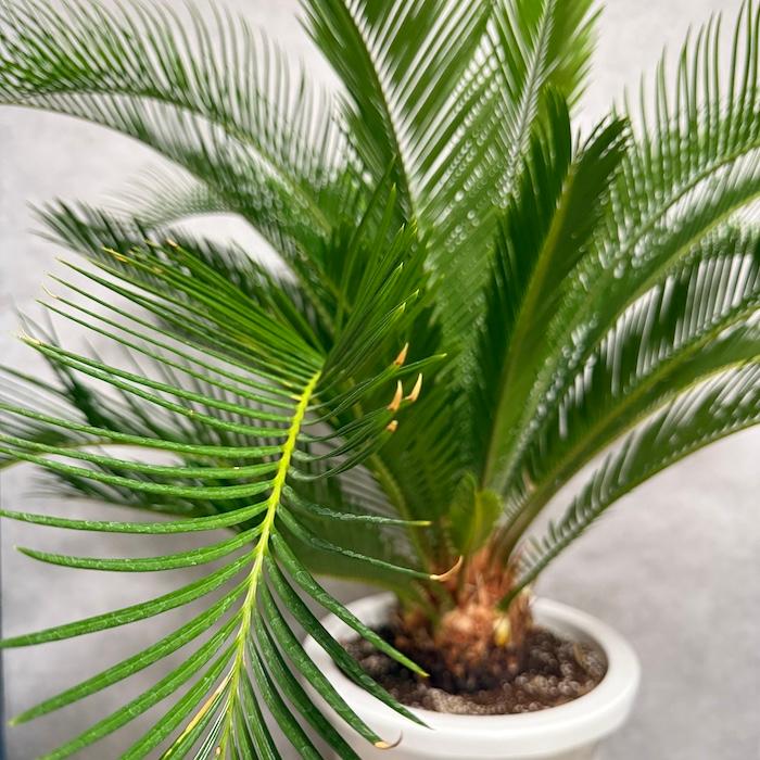 現品 観葉植物 ソテツ 蘇鉄 10号鉢苗 大型種類 庭木 風水 地植え
