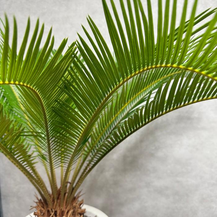 現品 観葉植物 ソテツ 蘇鉄 10号鉢苗 大型種類 庭木 風水 地植え