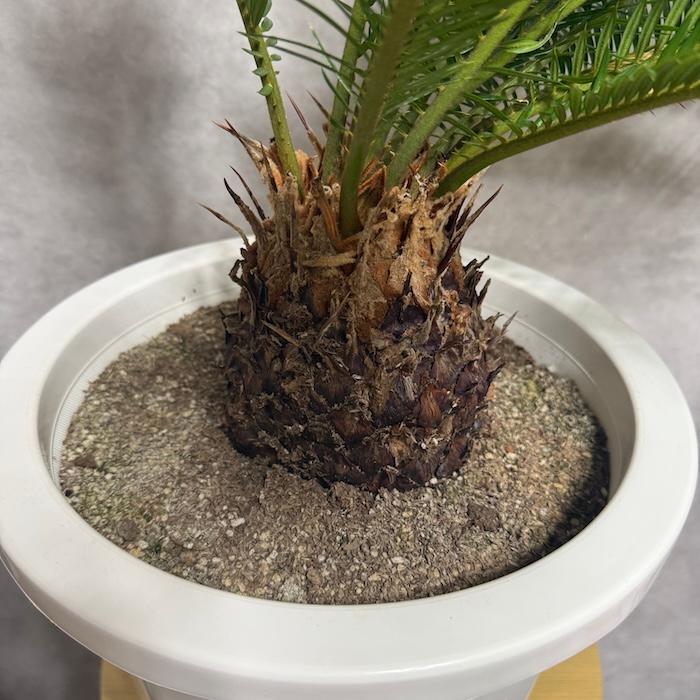 現品 観葉植物 ソテツ 蘇鉄 10号鉢苗 大型種類 庭木 風水 地植え