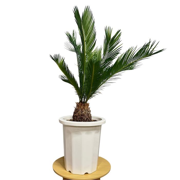 現品 観葉植物 ソテツ 蘇鉄 10号鉢苗 大型種類 庭木 風水 地植え