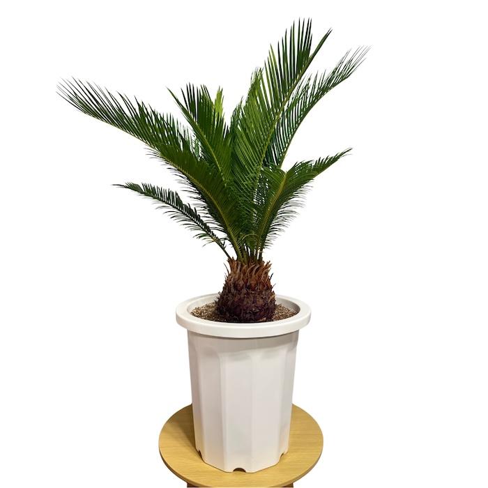 直接取引！　ソテツ 観葉植物 １０号鉢 現品 観葉植物 ソテツ 蘇鉄 10号鉢苗 大型種類 庭木 風水 地植え