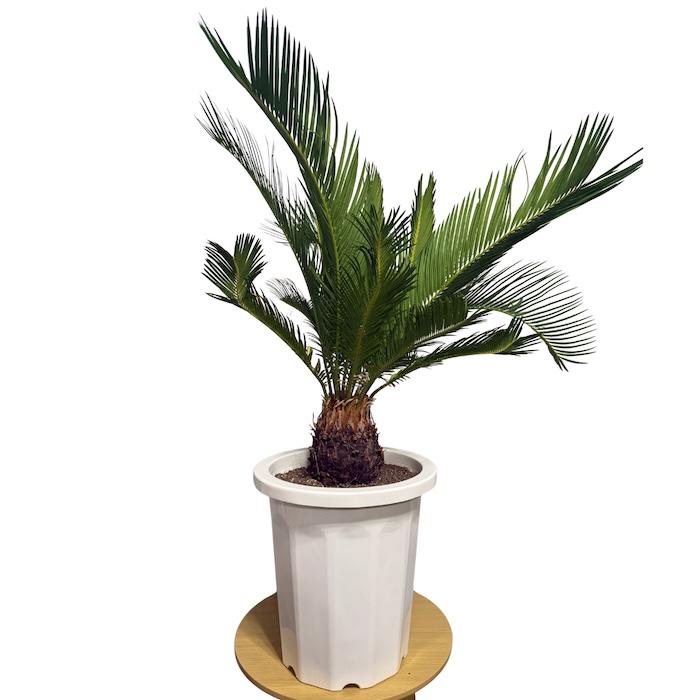 現品 観葉植物 ソテツ 蘇鉄 10号鉢苗 大型種類 庭木 風水 地植え