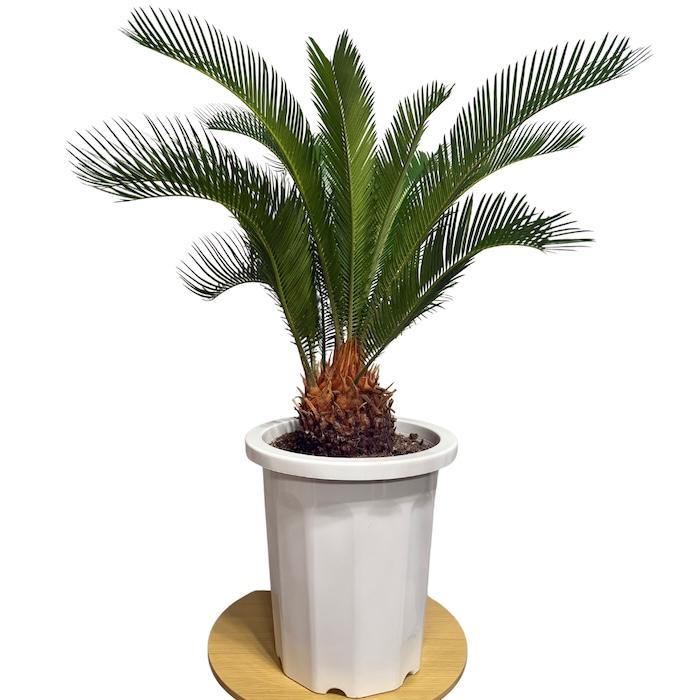 ソテツ　10号鉢つき　特大❗　⑧ 現品 観葉植物 ソテツ 蘇鉄 10号鉢苗 大型種類 庭木 風水 地植え