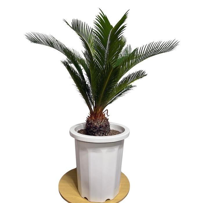 現品 観葉植物 ソテツ 蘇鉄 10号鉢苗 大型種類 庭木 風水 地植え