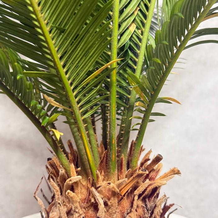 現品 観葉植物 ソテツ 蘇鉄 10号鉢苗 大型種類 庭木 風水 地植え