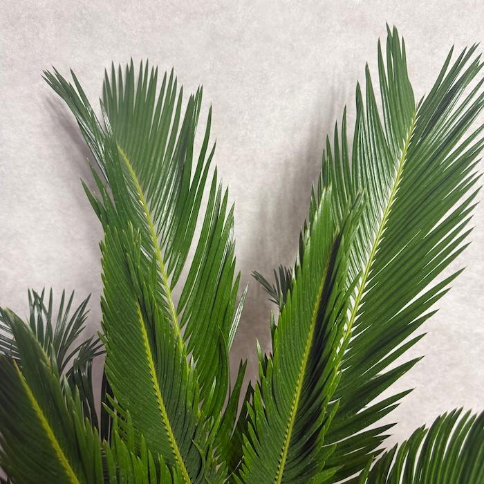 現品 観葉植物 ソテツ 蘇鉄 10号鉢苗 大型種類 庭木 風水 地植え