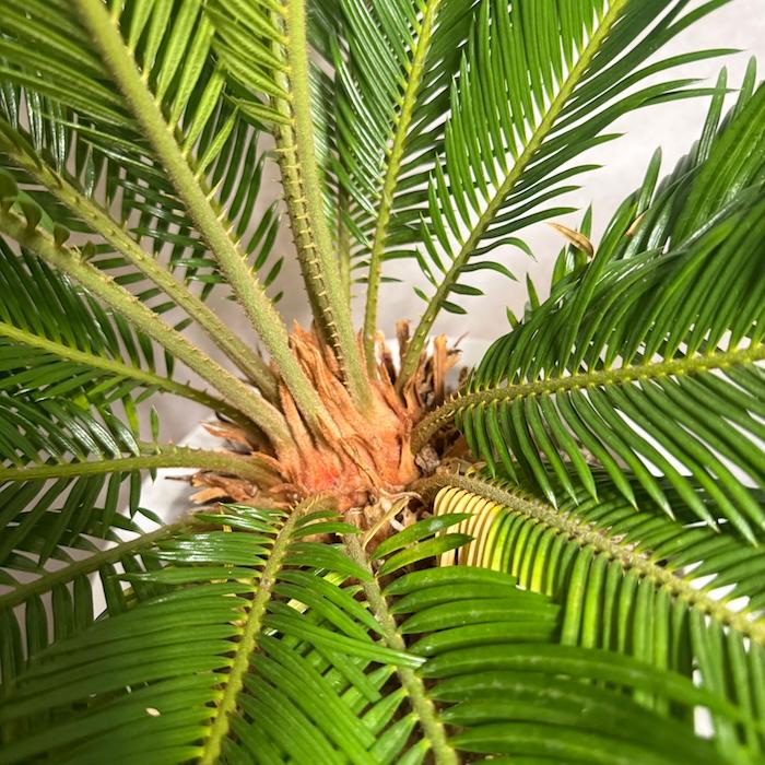 現品 観葉植物 ソテツ 蘇鉄 10号鉢苗 大型種類 庭木 風水 地植え