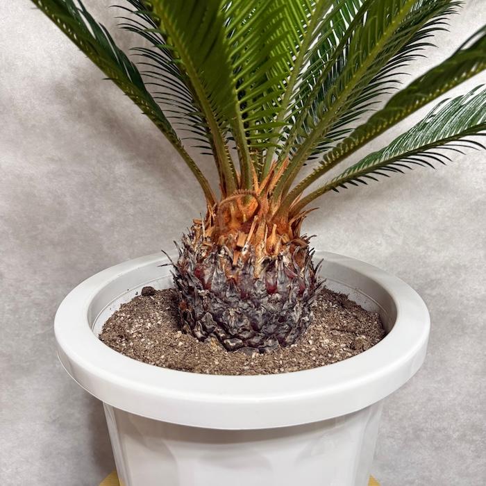 蘇鉄　⭐️ソテツ 観葉植物 鉢植　⭐️ 10号鉢 現品 観葉植物 ソテツ 蘇鉄 10号鉢苗 大型種類 庭木 風水 地植え