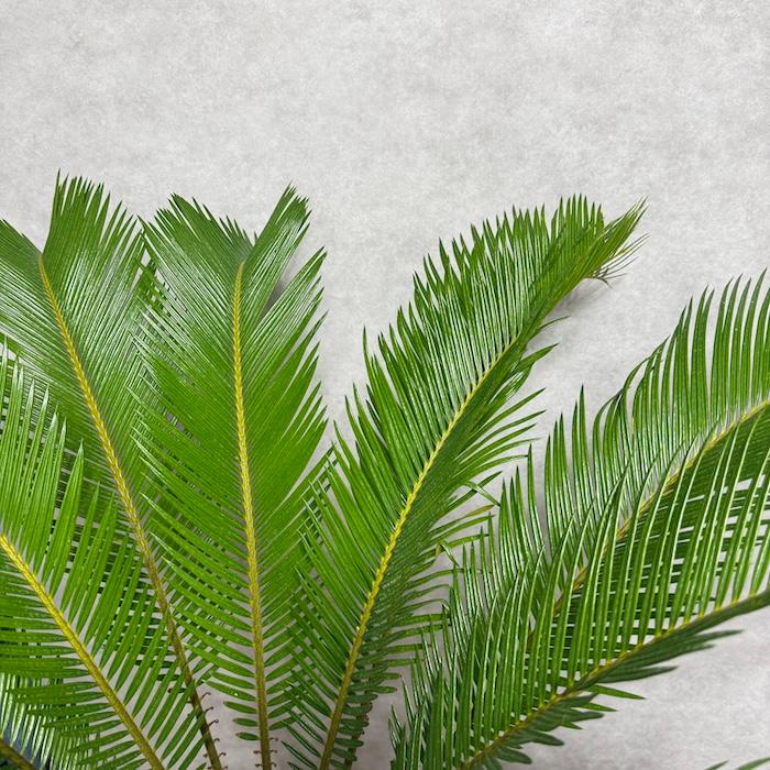 現品 観葉植物 ソテツ 蘇鉄 10号鉢苗 大型種類 庭木 風水 地植え