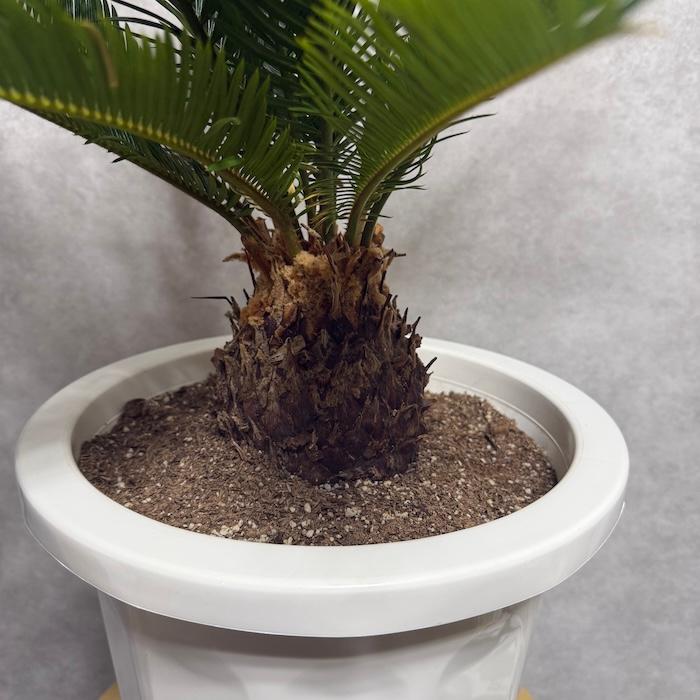 現品 観葉植物 ソテツ 蘇鉄 10号鉢苗 大型種類 庭木 風水 地植え 