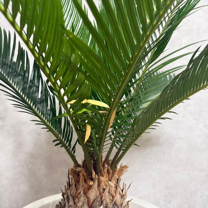 現品 観葉植物 ソテツ 蘇鉄 10号鉢苗 大型種類 庭木 風水 地植え