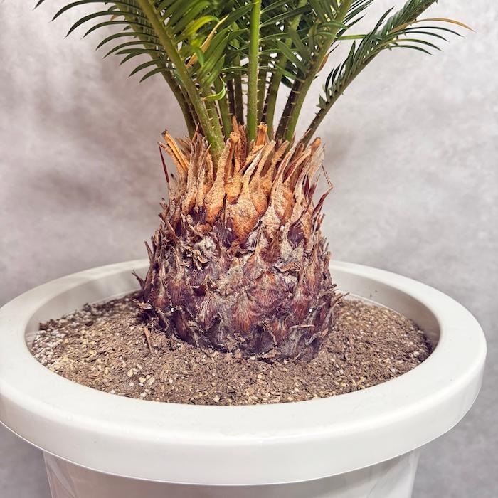 現品 観葉植物 ソテツ 蘇鉄 10号鉢苗 大型種類 庭木 風水 地植え