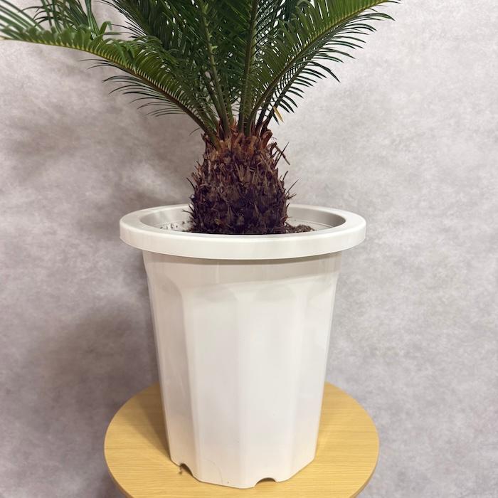 現品 観葉植物 ソテツ 蘇鉄 10号鉢苗 大型種類 庭木 風水 地植え