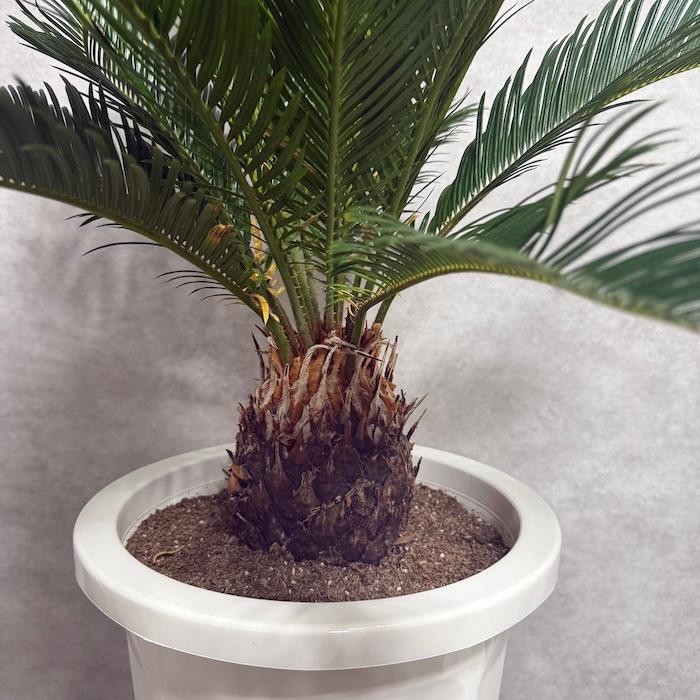 現品 観葉植物 ソテツ 蘇鉄 10号鉢苗 大型種類 庭木 風水 地植え