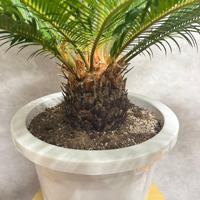 現品 観葉植物 ソテツ 蘇鉄 10号鉢苗 大型種類 庭木 風水 地植え