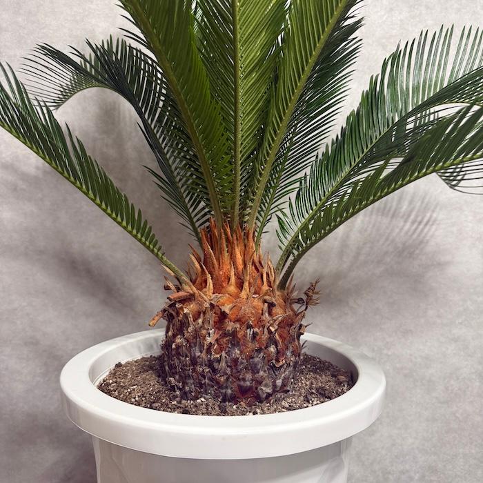 現品 観葉植物 ソテツ 蘇鉄 10号鉢苗 大型種類 庭木 風水 地植え
