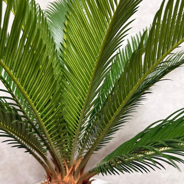 現品 観葉植物 ソテツ 蘇鉄 10号鉢苗 大型種類 庭木 風水 地植え