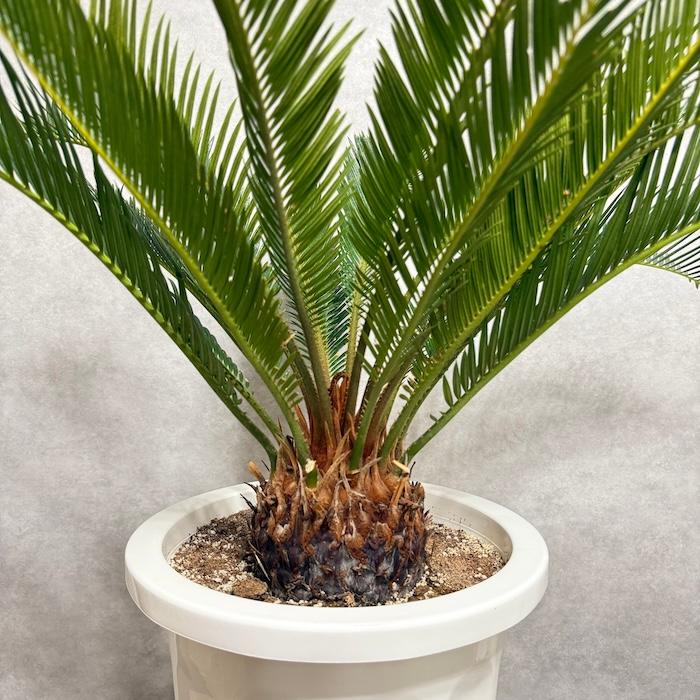 ソテツ（巨大株）インテリア用 ソテツ（巨大株）インテリア用