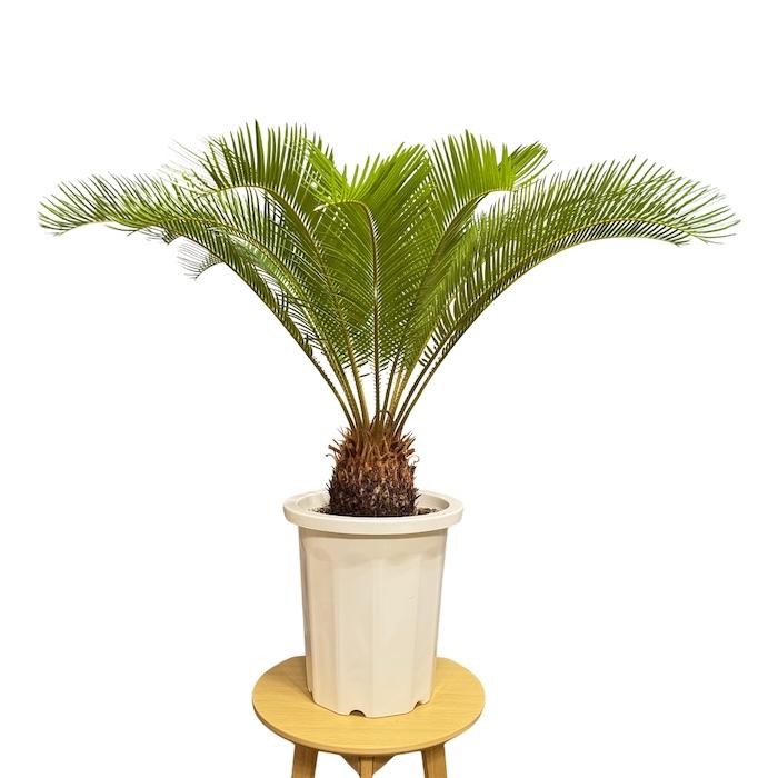 現品 観葉植物 ソテツ 蘇鉄 10号鉢苗 大型種類 庭木 風水 地植え