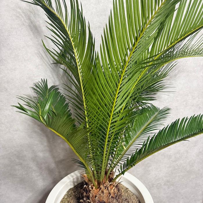 現品 観葉植物 ソテツ 蘇鉄 10号鉢苗 大型種類 庭木 風水 地植え