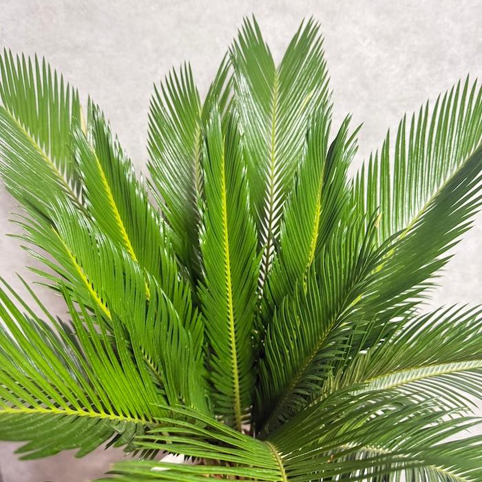現品 観葉植物 ソテツ 蘇鉄 10号鉢苗 大型種類 庭木 風水 地植え