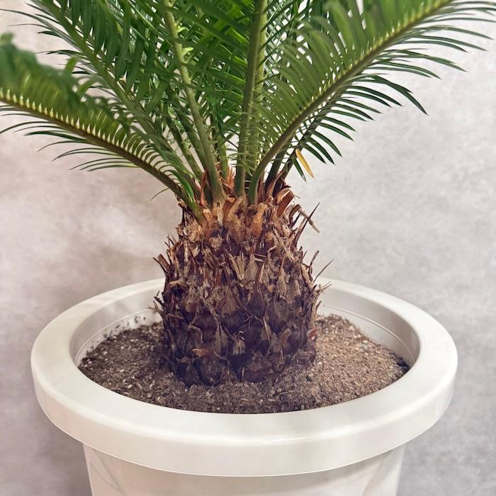 現品 観葉植物 ソテツ 蘇鉄 10号鉢苗 大型種類 庭木 風水 地植え
