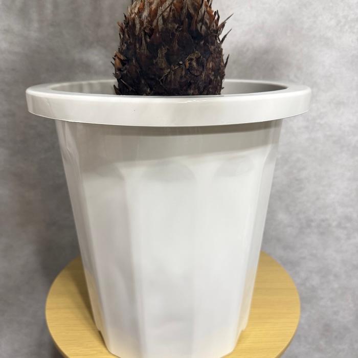 現品 観葉植物 ソテツ 蘇鉄 10号鉢苗 大型種類 庭木 風水 地植え