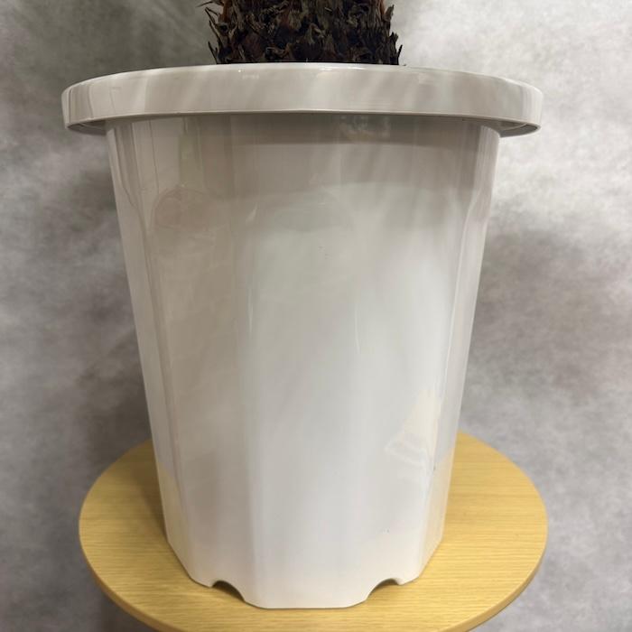 現品 観葉植物 ソテツ 蘇鉄 10号鉢苗 大型種類 庭木 風水 地植え