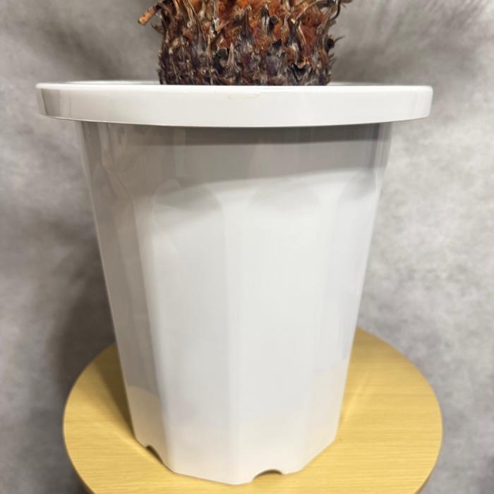 現品 観葉植物 ソテツ 蘇鉄 10号鉢苗 大型種類 庭木 風水 地植え