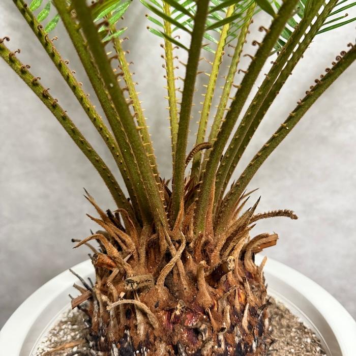 ソテツ 蘇轍　大株 10号サイズ 観葉植物 南国インテリアに最適 楽天市場】現品 観葉植物 ソテツ 蘇鉄 10号鉢苗 大型種類 大きい