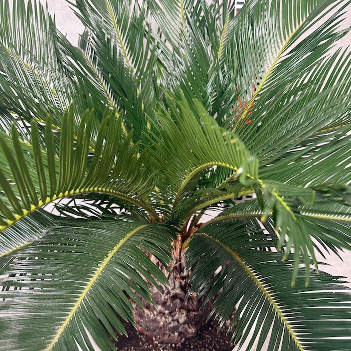 現品 観葉植物 ソテツ 蘇鉄 10号鉢苗 大型種類 庭木 風水 地植え