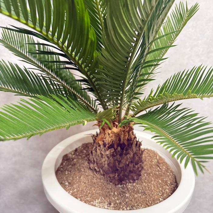 現品 観葉植物 ソテツ 蘇鉄 10号鉢苗 大型種類 庭木 風水 地植え 