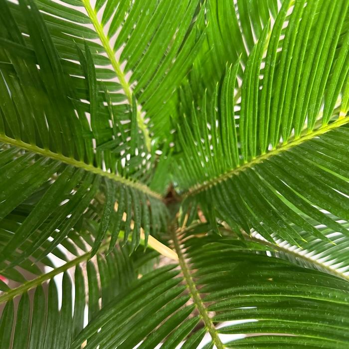 現品 観葉植物 ソテツ 蘇鉄 10号鉢苗 大型種類 庭木 風水 地植え