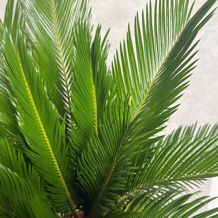 現品 観葉植物 ソテツ 蘇鉄 10号鉢苗 大型種類 庭木 風水 地植え おしゃれな室内インテリア 初心者におすすめ 和風 南国 耐陰性_8